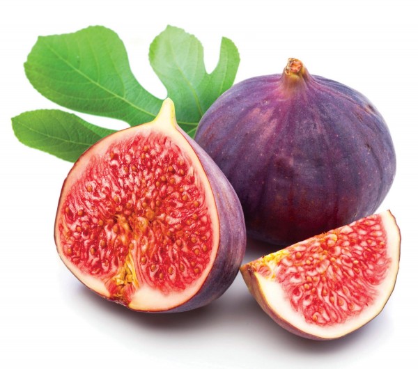 symbolism in ripe figs Know your figs kadota fig medium use ripe figs as soon as possible or store in refrigerator for up to 3 days the fig tree is the symbol of abundance. symbolism in ripe figs Know your figs kadota fig medium use ripe figs as soon as possible or store in refrigerator for up to 3 days the fig tree is the symbol of abundance.